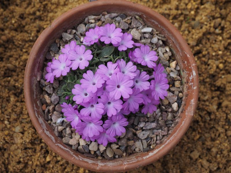 Cambridge, England: Botanic Garden: Primula allionii 'Chivalry'