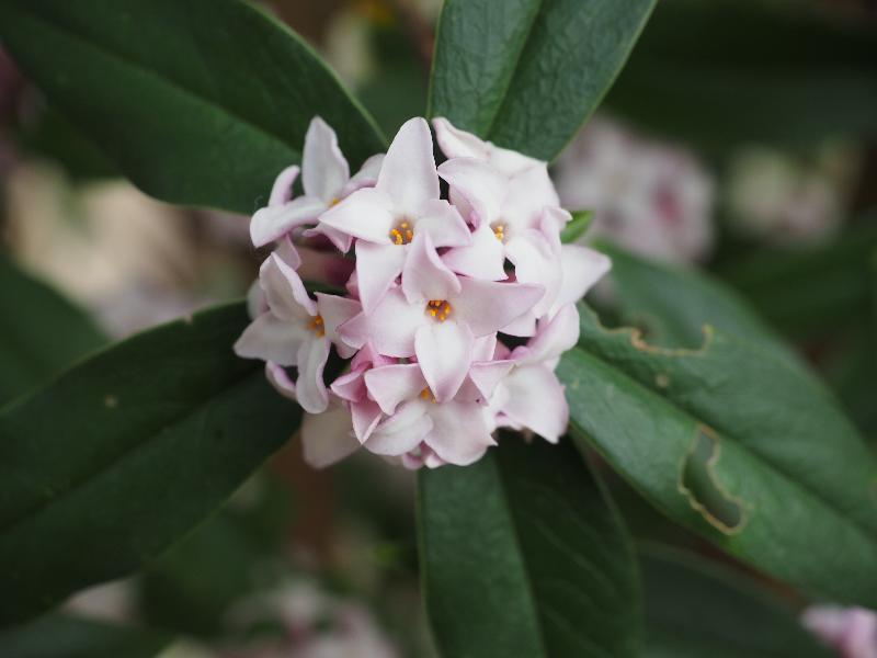 Cambridge, England: Botanic Garden: Daphne bholua