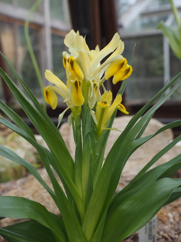 Cambridge, England: Botanic Garden: Iris bucharica