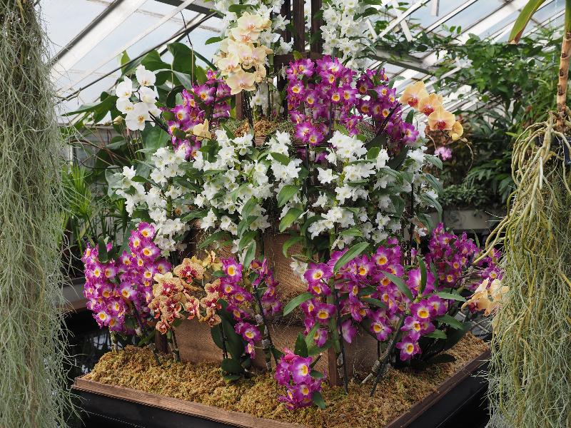 Cambridge, England: Botanic Garden: orchid display