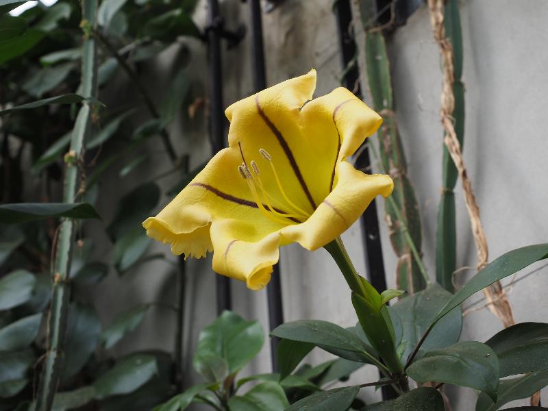 Cambridge, England: Botanic Garden: Golden Chalice Vine (Solandra maxima)