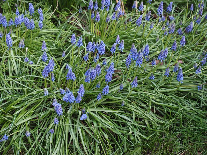 Cambridge, England: Roseford Road: grape hyacinths