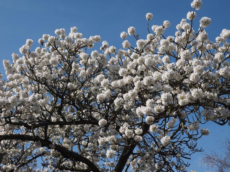 Cambridge, England: Roseford Road: cherry tree blossoms