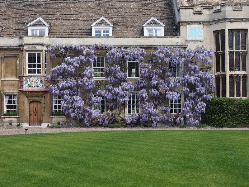 Cambridge, England: Christ's College: wisteria