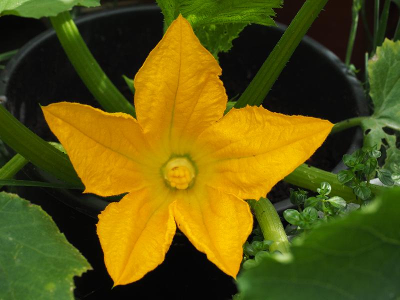 Cambridge, England: Roseford Road: courgette flower