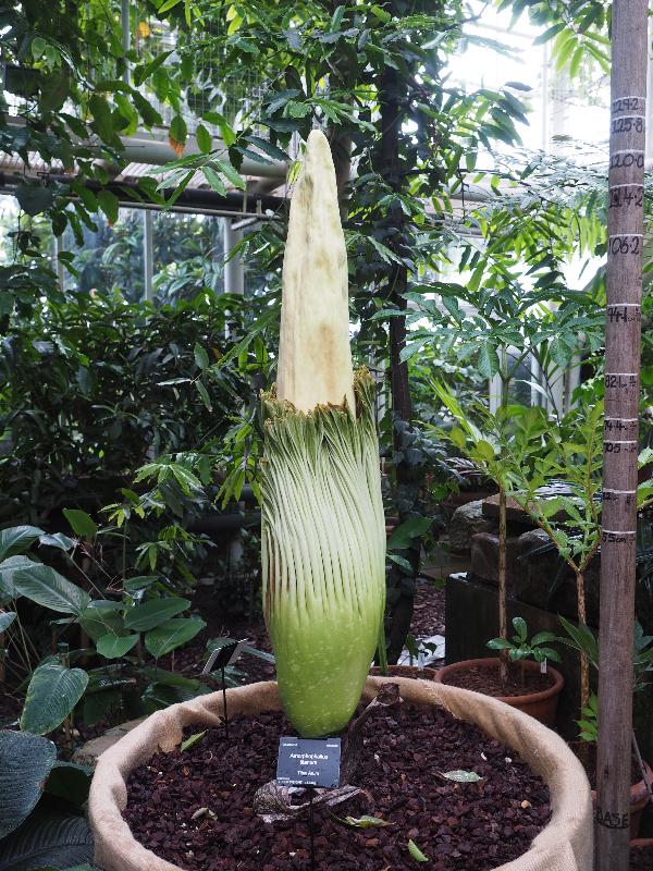 Cambridge, England: Botanic Garden: Titan Arum (Amorphophallus titanum) getting ready to flower