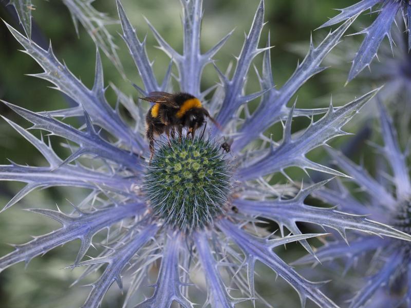 Cambridge, England: St Catharine's College: bee on thistle