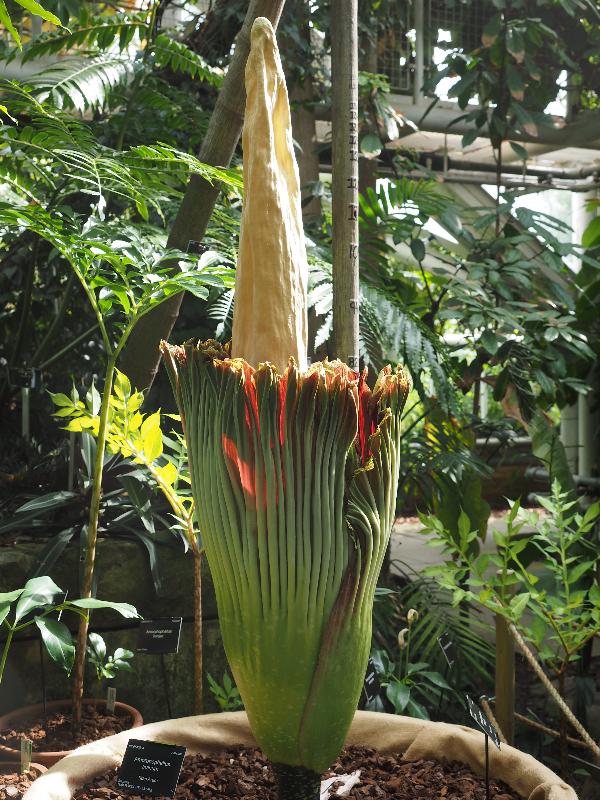 Cambridge, England: Botanic Garden: Titan Arum (Amorphophallus titanum) opening