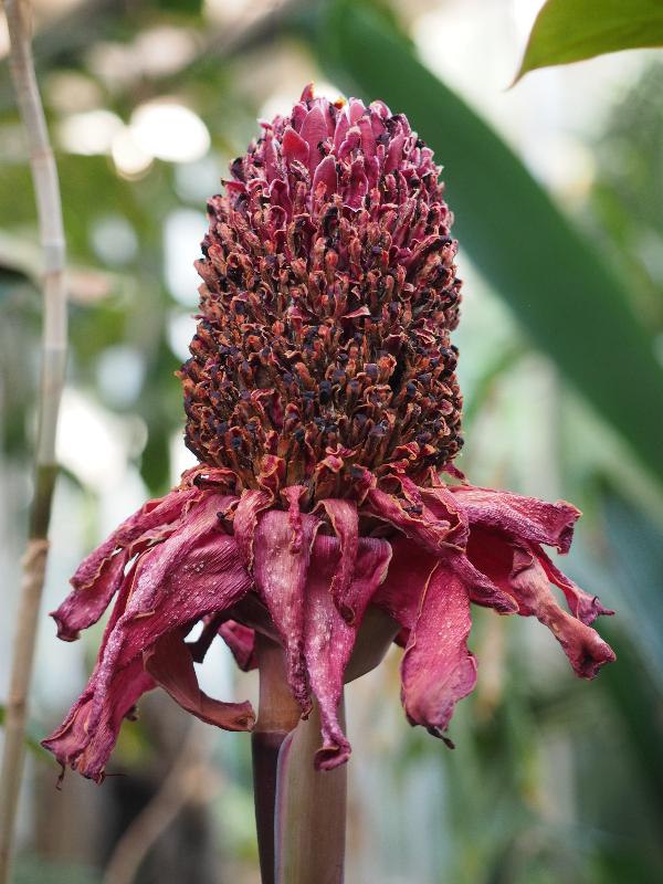 Cambridge, England: Botanic Garden: Torch Ginger (Etlingera elatior), seed head