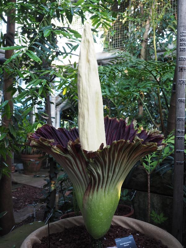 Cambridge, England: Botanic Garden: Titan Arum (Amorphophallus titanum) open