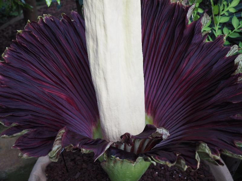 Cambridge, England: Botanic Garden: Titan Arum (Amorphophallus titanum), view inside