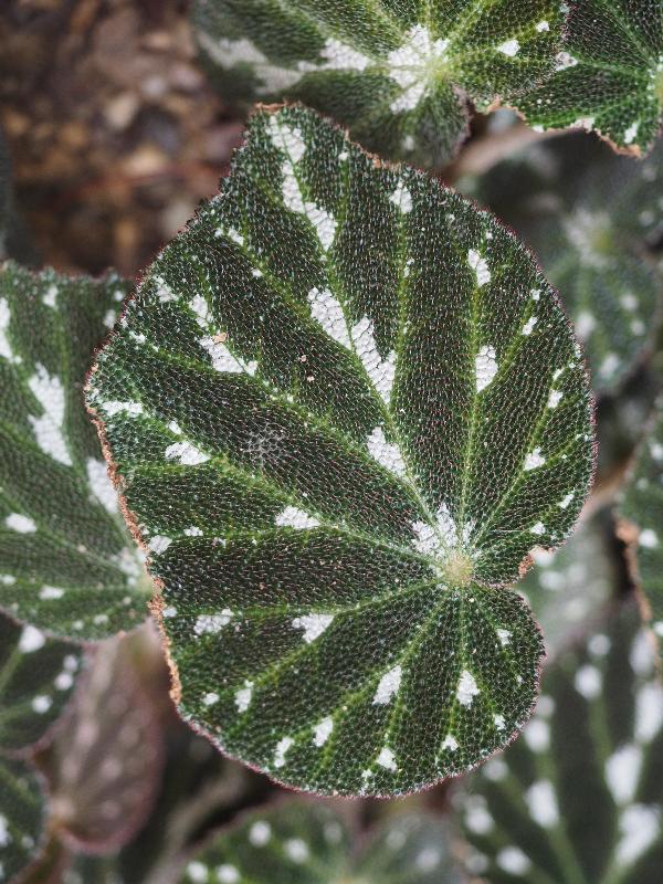 Cambridge, England: Botanic Garden: Begonia pustulata leaf
