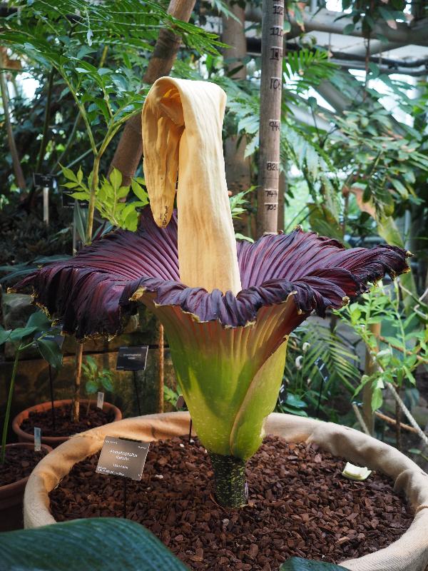Cambridge, England: Botanic Garden: Titan Arum (Amorphophallus titanum), drooped