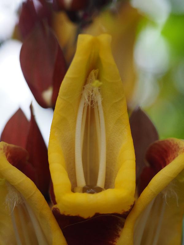 Cambridge, England: Botanic Garden: Mysore trumpetvine, Lady's Slipper Vine (Thunbergia mysorensis)