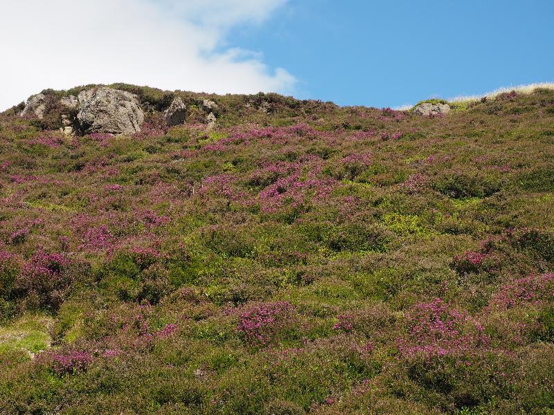 Stirling, Scotland: Dumyat: pink heather