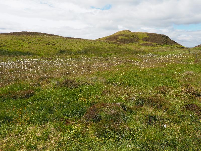 Stirling, Scotland: Dumyat: field with Common cottongrass (Eriophorum angustifolium)