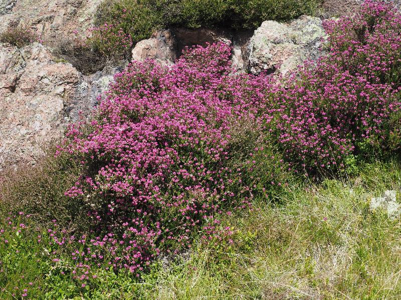 Stirling, Scotland: Dumyat: pink heather