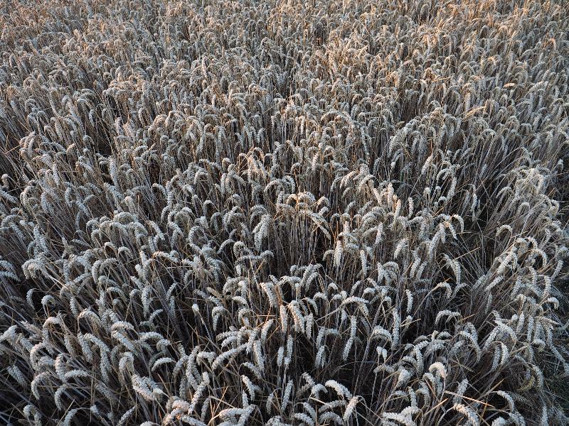 Cambridge, England: Darwin Green: wheat ready to be harvested