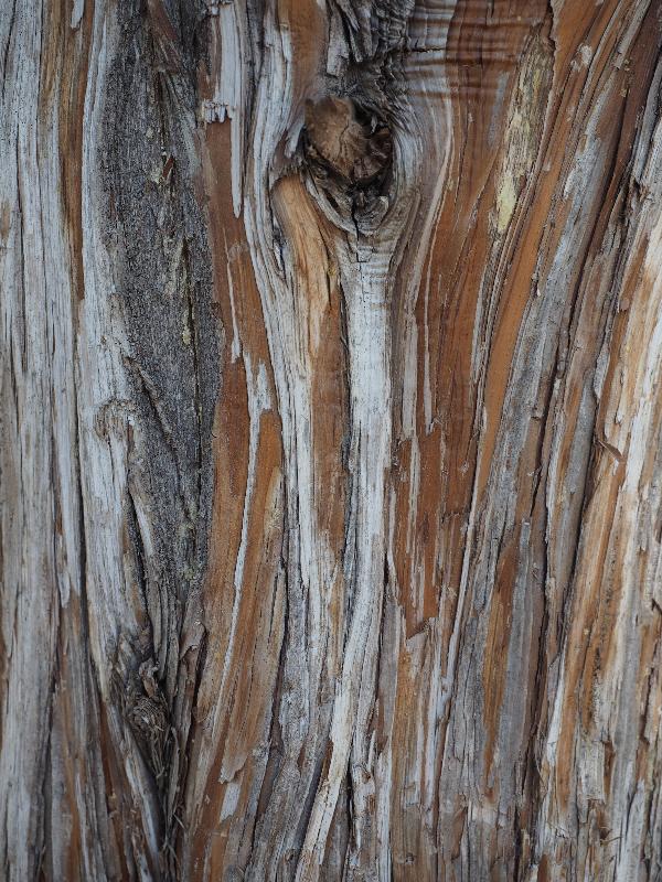 Boulder, Colorado (CO): Chautauqua Trail: Rocky Mountain Juniper bark