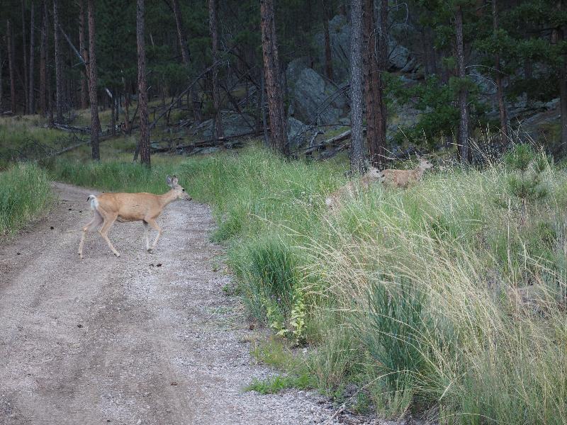 Keystone, South Dakota (SD): Old Hill City Road: (likely) Mule Deer and her two fawns