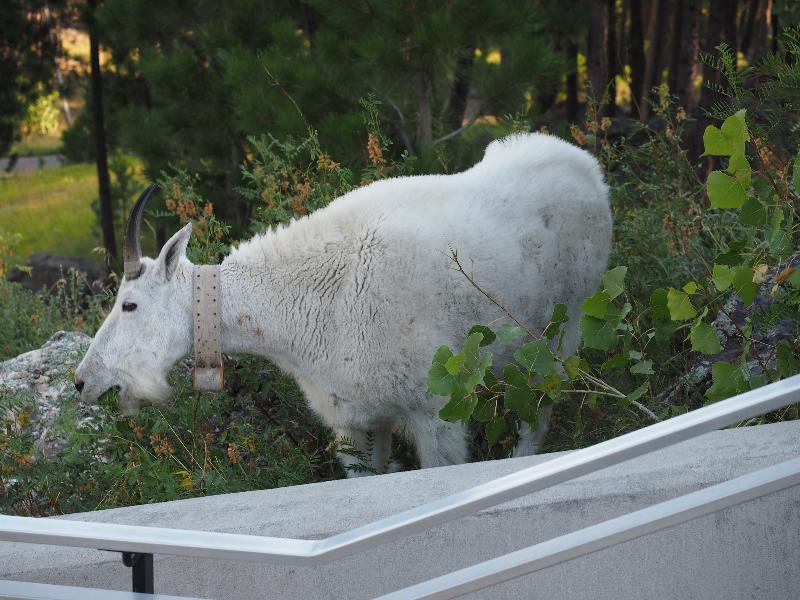 Keystone, South Dakota (SD): Mt Rushmore: Mountain Goat grazing