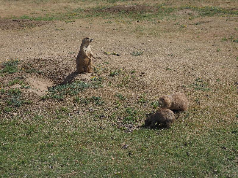 Devils Tower National Monument, Wyoming (WY): Prairie Dogs