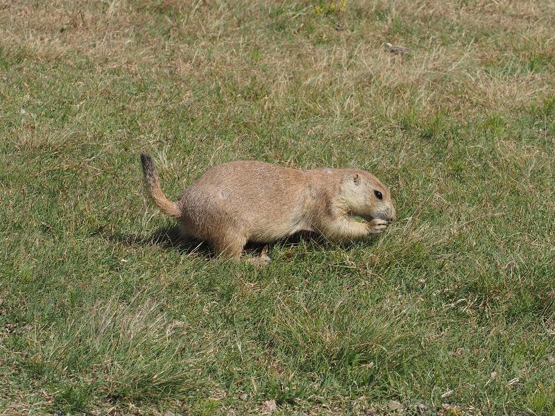 Devils Tower National Monument, Wyoming (WY): Prairie Dog