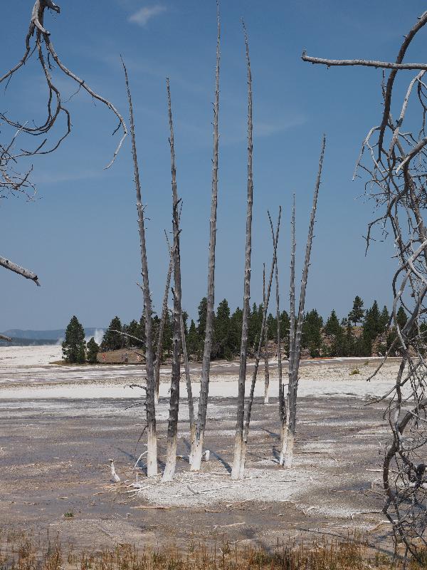 Yellowstone National Park, Wyoming (WY): Fountain Paint Pots trail: dead Lodgepole Pine trees