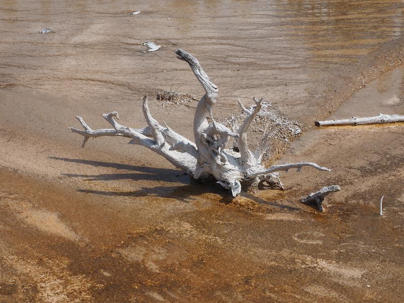 Yellowstone National Park, Wyoming (WY): Fountain Paint Pots trail: dead tree stump