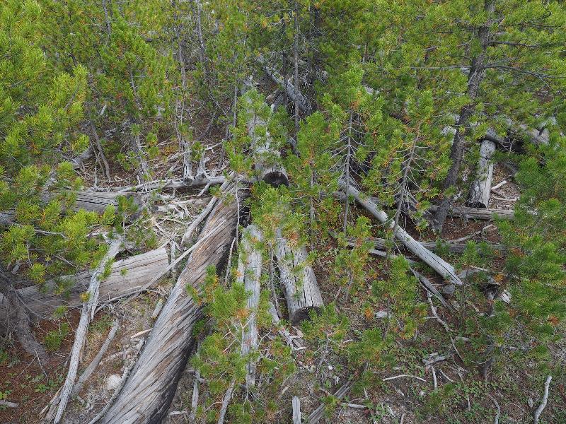 Yellowstone National Park, Wyoming (WY): Artists' Paintpots trail: woods with fallen trees