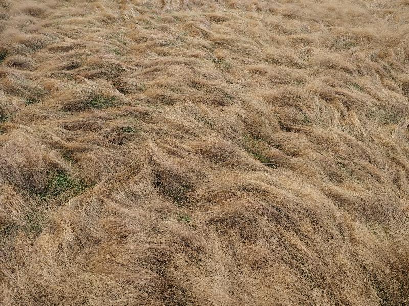 Yellowstone National Park, Wyoming (WY): Norris Geyser Basin: wind swept grass