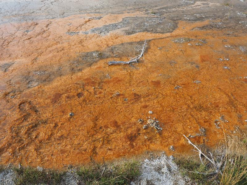 Yellowstone National Park, Wyoming (WY): Biscuit Basin: orange bacteria mat
