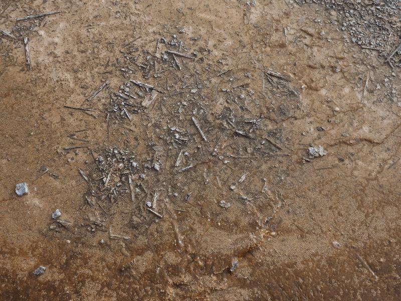 Yellowstone National Park, Wyoming (WY): Black Sand Basin: sticks in mud