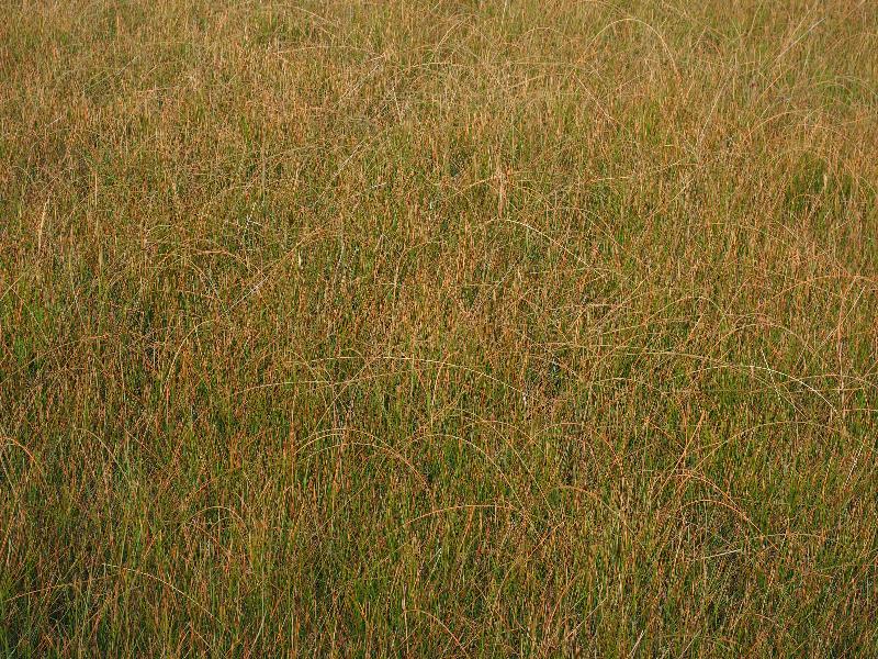 Yellowstone National Park, Wyoming (WY): Black Sand Basin: grass
