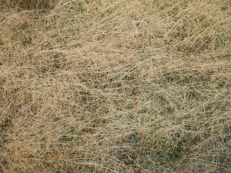 Yellowstone National Park, Wyoming (WY): Black Sand Basin: grass lying over