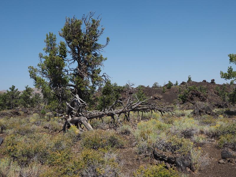 Craters Of The Moon National Monument, Idaho (ID): Devil's Orchard Trail: view