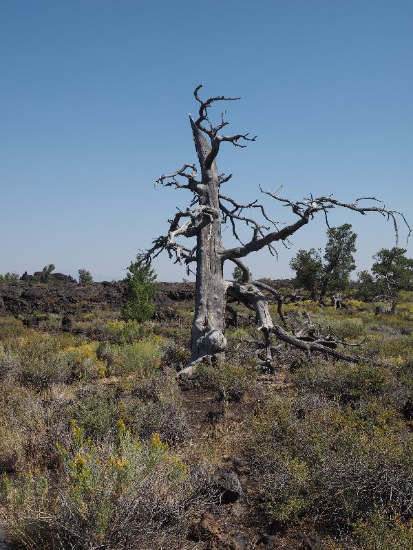 Craters Of The Moon National Monument, Idaho (ID): Devil's Orchard Trail: dead tree