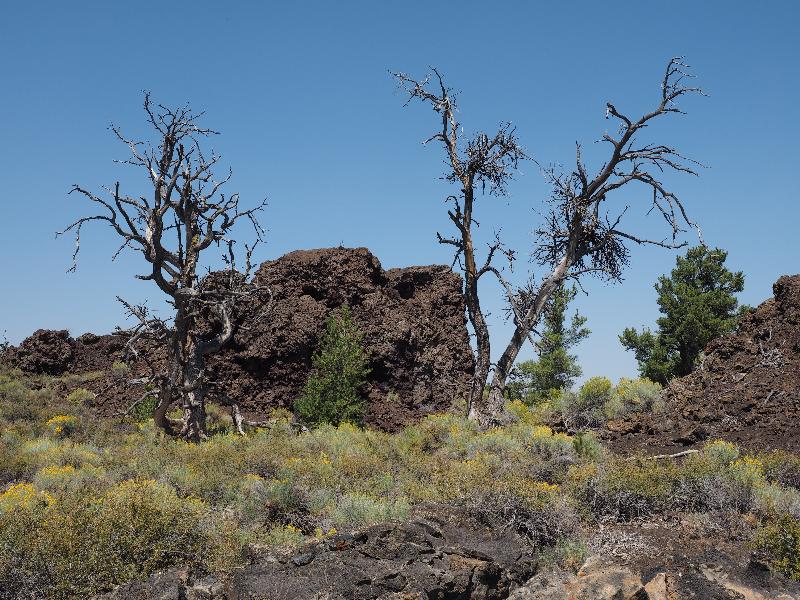 Craters Of The Moon National Monument, Idaho (ID): Devil's Orchard Trail: dead trees and large rock