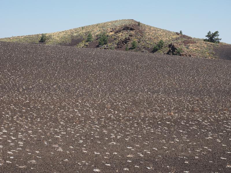 Craters Of The Moon National Monument, Idaho (ID): Loop Road: field with Dwarf Buckwheat (Eriogonum ovalifolium)