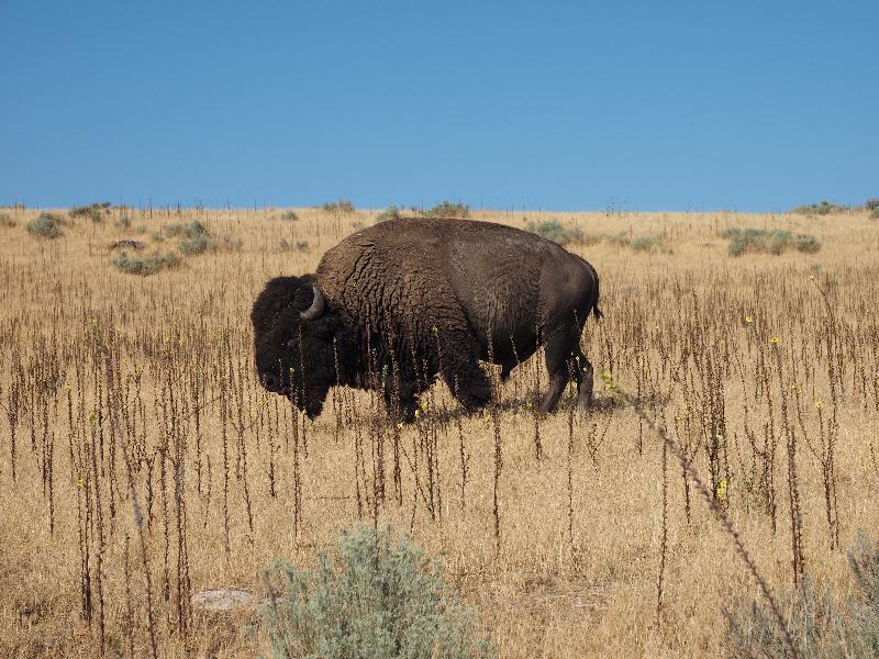 Antelope Island State Park, Utah (UT): Antelope Island Road: bison