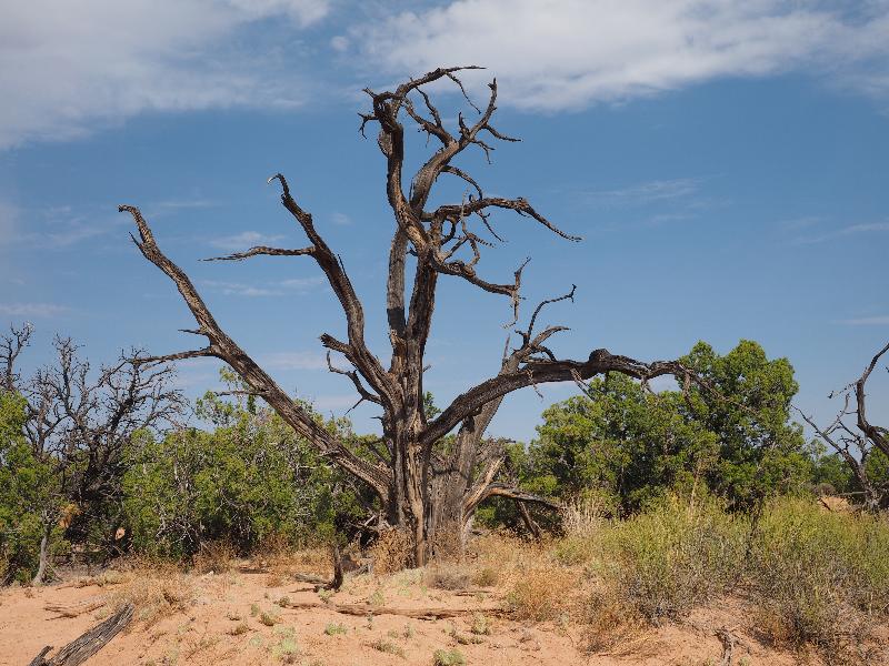 Canyonlands National Park, Utah (UT): Mesa Arch Trail: dead tree
