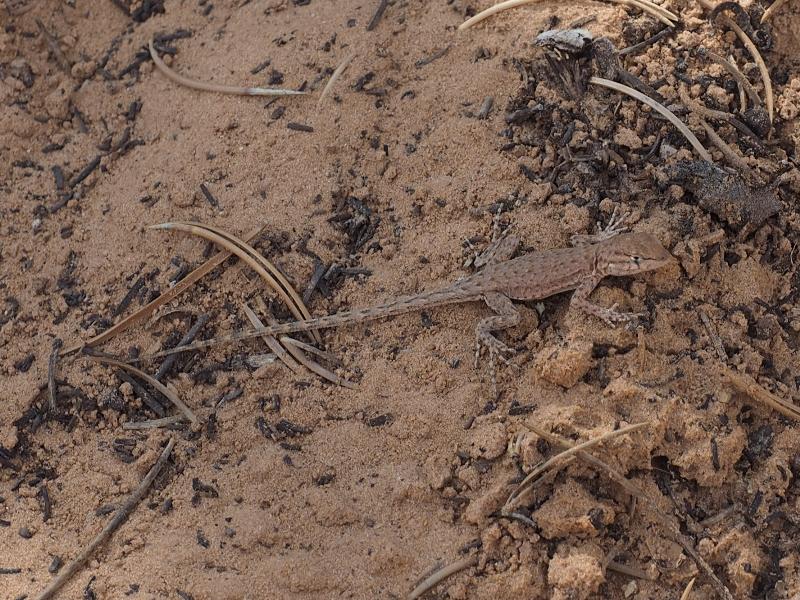 Canyonlands National Park, Utah (UT): Mesa Arch Trail: lizard