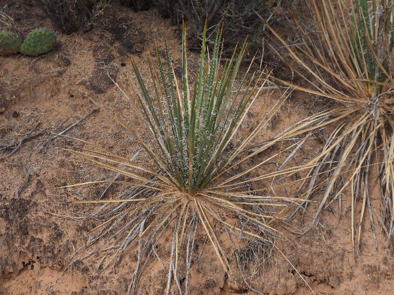Canyonlands National Park, Utah (UT): Mesa Arch Trail: Narrowleaf Yucca (Yucca angustissima)