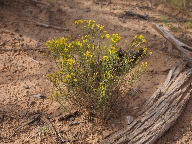 Canyonlands National Park, Utah (UT): Mesa Arch Trail: Snakewood (Gutierrezia sp.)