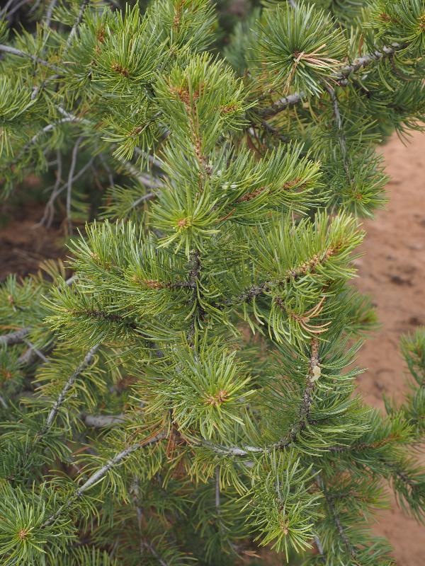 Canyonlands National Park, Utah (UT): Mesa Arch Trail: Two-needle Pinyon (Pinus edulis) needles