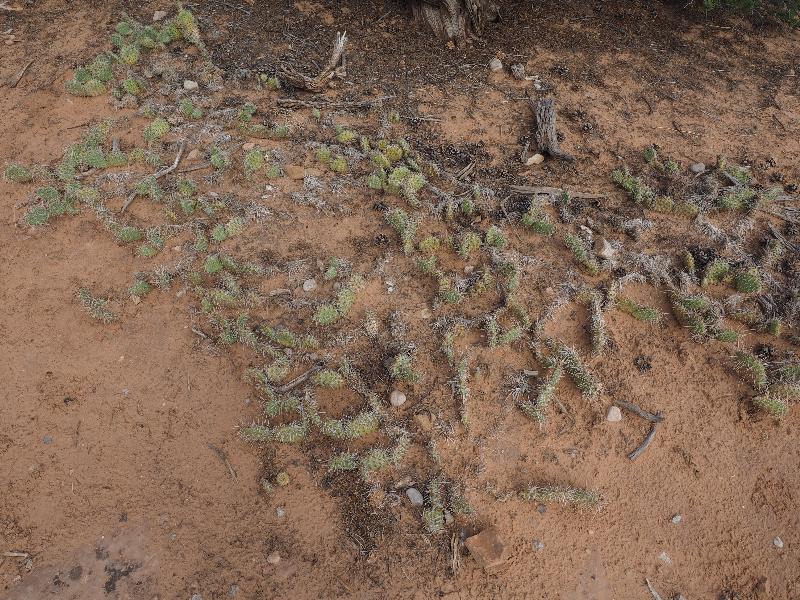 Canyonlands National Park, Utah (UT): Mesa Arch Trail: Prickly Pear (Opuntia sp.)