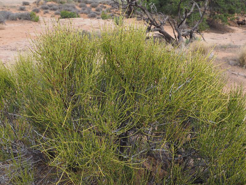 Canyonlands National Park, Utah (UT): Mesa Arch Trail: Green Ephedra (Mormon Tea, Ephedra viridis)