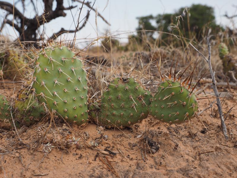 Canyonlands National Park, Utah (UT): Mesa Arch Trail: Prickly Pear (Opuntia sp.)