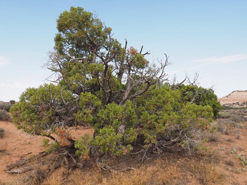 Canyonlands National Park, Utah (UT): Mesa Arch Trail: Utah Juniper (Juniperus osteosperma)