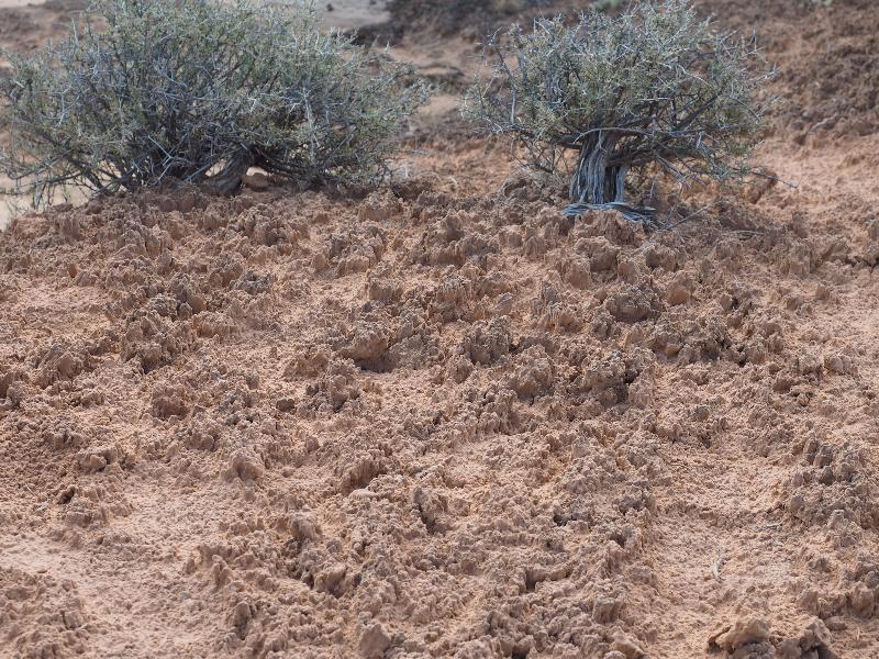 Canyonlands National Park, Utah (UT): Mesa Arch Trail: biological soil crust